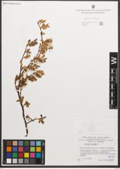 Foto von Salix retusa L.
